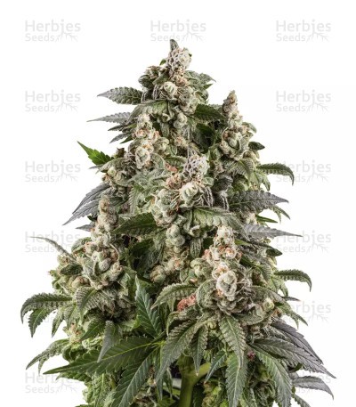 Café Racer Seeds (BlimBurn Seeds)