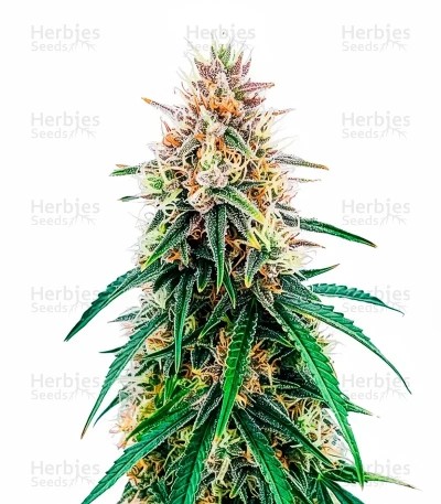 Candy Bubatz XL Auto Seeds