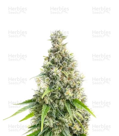 Candy Cane Mango Seeds (Seedkeepers)