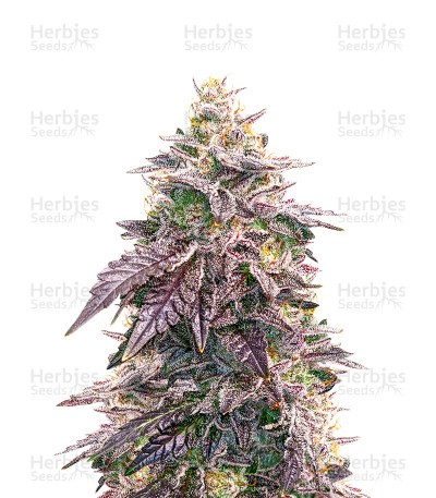 Candy Kush (Herbies Seeds)
