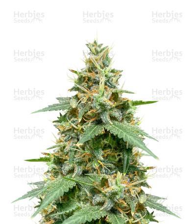 Candyland (Herbies Seeds)