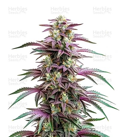 Candyland Peyote Seeds