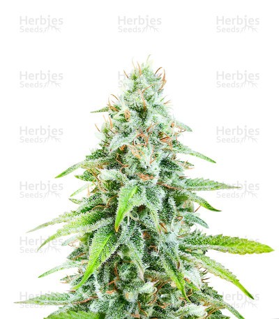 Cannatonic (Herbies Seeds)