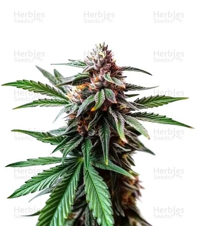 Cap Junky Seeds