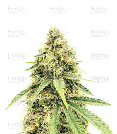 Cement Shoes (Herbies Seeds)