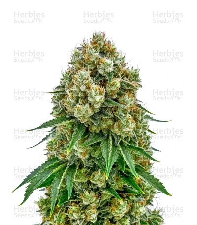 Cheese Auto Seeds