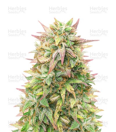 Cheese Autoflower (Herbies Seeds)