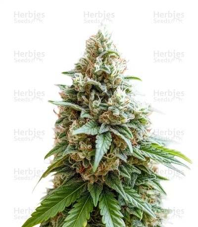 Cheese Seeds