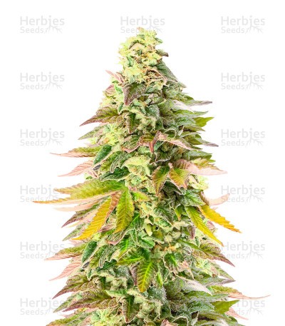 Chem Cookies Seeds (AlphaFem Seeds)