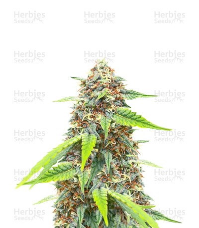 Chemdog #4 (Herbies Seeds)