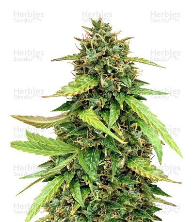 Chemdog #4 Seeds