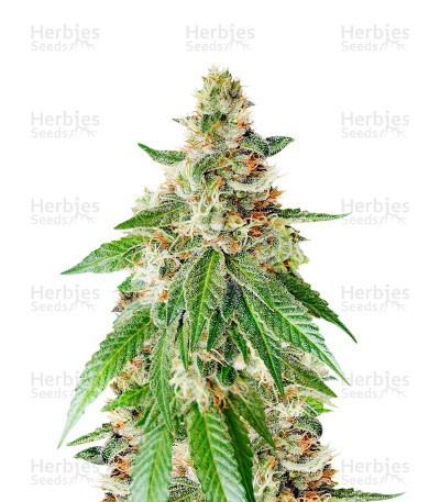 Chemdog Fast Version Seeds (EGS)