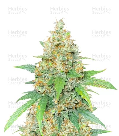 Chemdog Fast Version Seeds (Seedkeepers)