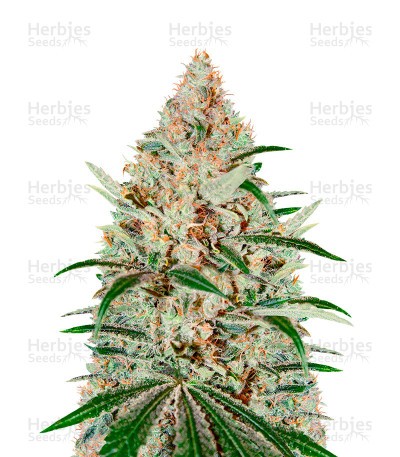 Chemdog Seeds