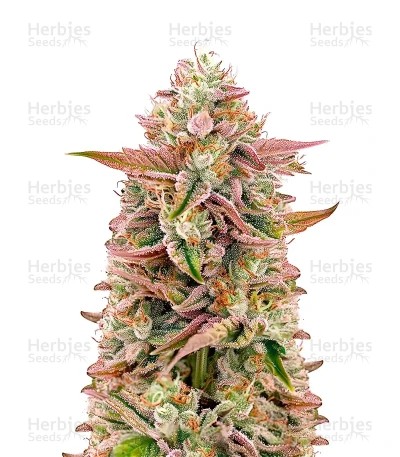 Chemical Bride Seeds (Green House Seeds)