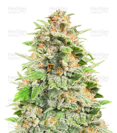 Cherry Cola Seeds