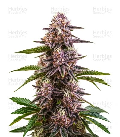 Cherry Pie Auto Seeds