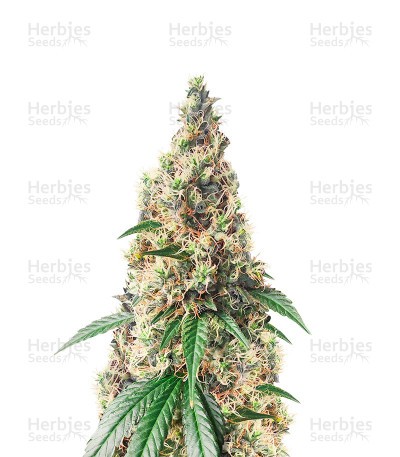 Chocolate Thai (Herbies Seeds)