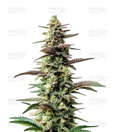 Chocolate Thai Auto Seeds