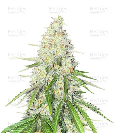 Chocolate Thai Autoflower (Herbies Seeds)