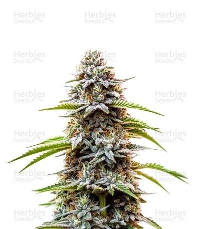 Chocolate Thai Seeds