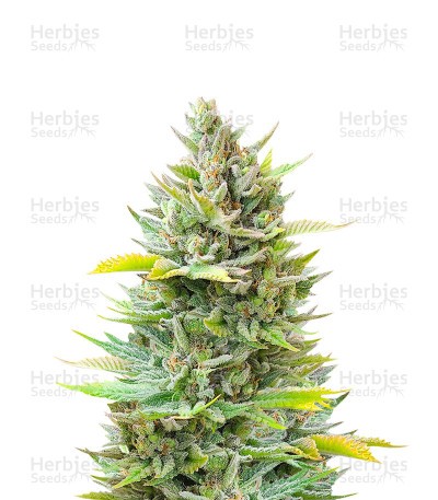 Chocolope (Herbies Seeds)
