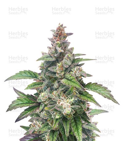 Chocolopez Seeds