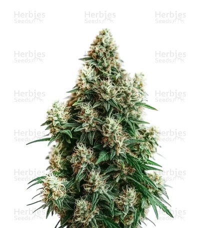 Cinderella 99 Auto Seeds