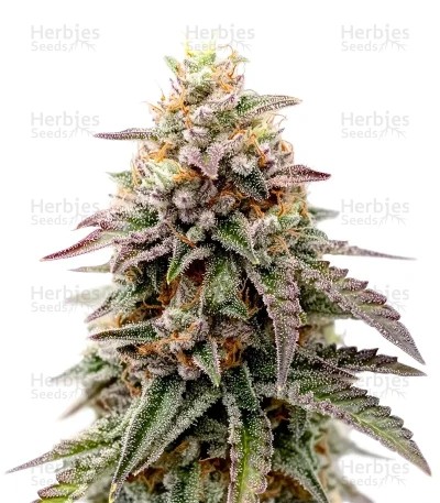 Cloud Walker Seeds