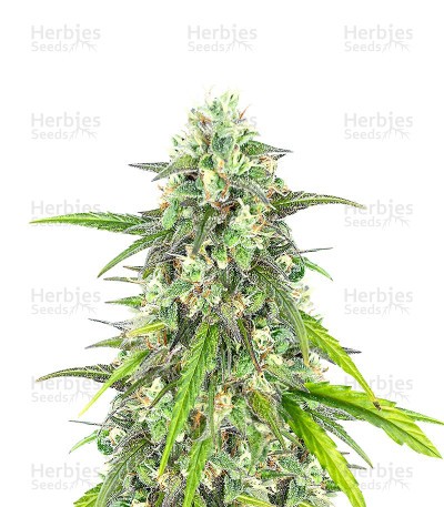 Colombian Gold (Herbies Seeds)