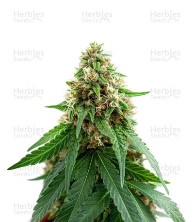 Colombian Jack Seeds