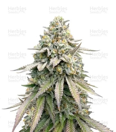 Cookies Gelato Seeds (Royal Queen Seeds)