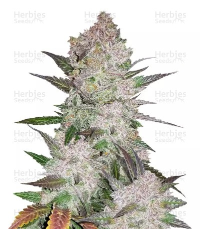 Cream Cookies Auto Seeds