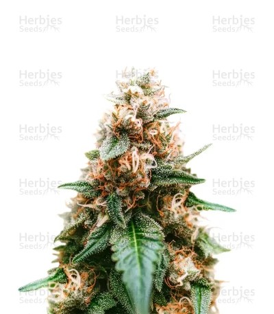 Cream Seeds