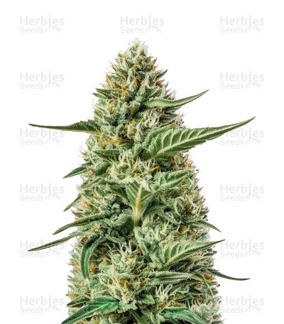 Creeper Auto Seeds