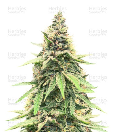 Critical Amnesia Seeds (AlphaFem Seeds)