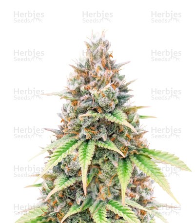 Critical Auto (Herbies Seeds)