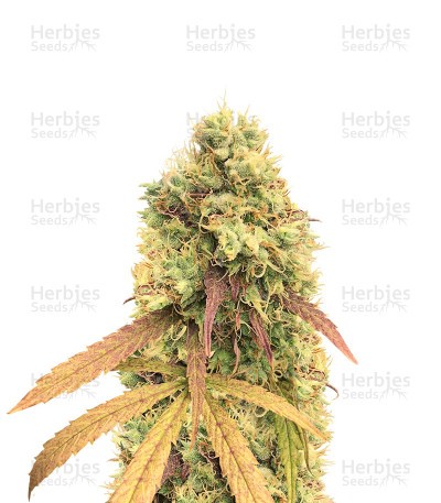 Critical Automatic Seeds