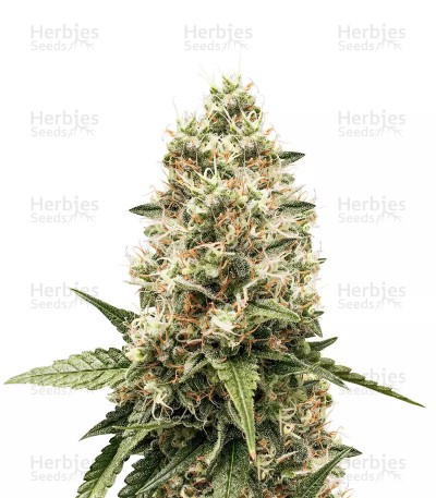Critical Kush Seeds (Barney's Farm)