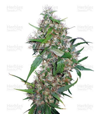 Critical Kush Seeds