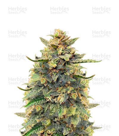 Critical Mass Auto (Herbies Seeds)