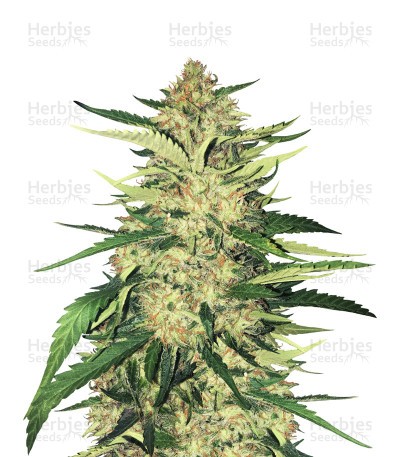 Critical Orange Punch Seeds
