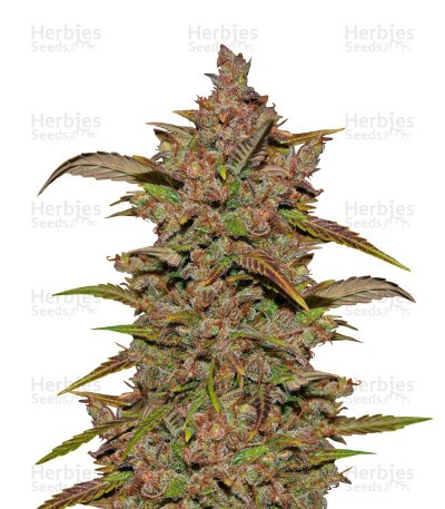 Crystal METH Auto Seeds