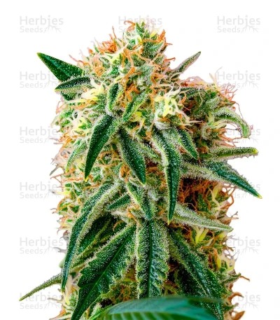Damn Sour Seeds