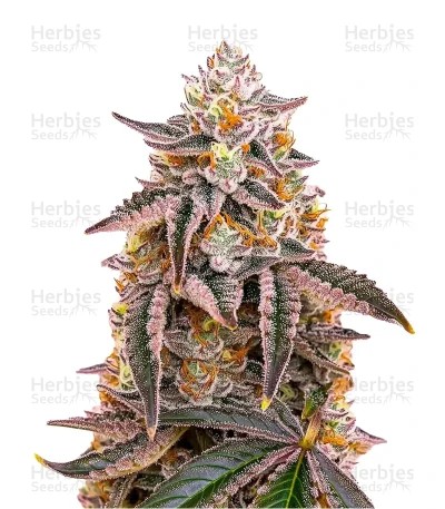 Dark Phoenix Seeds