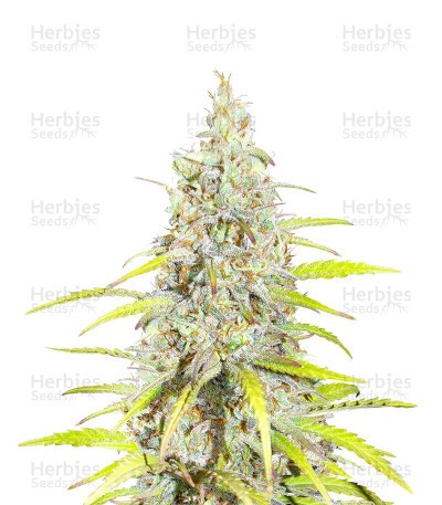 Diesel (Herbies Seeds)