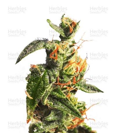 Diesel Glue Seeds