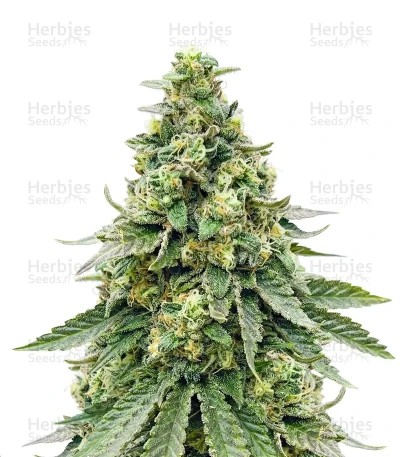 Diesel Seeds