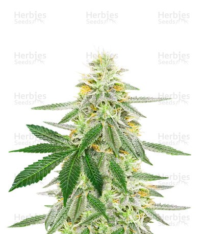 Different GG#4 Seeds (AlphaFem Seeds)