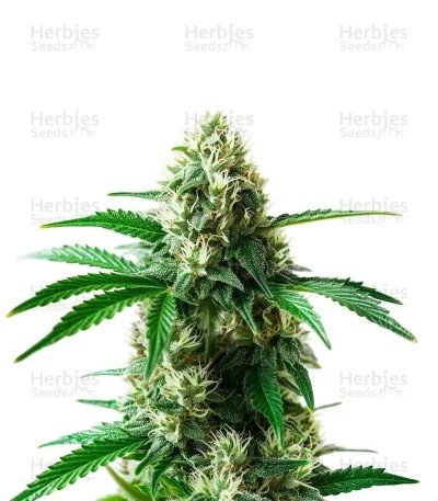 Do Si Dos Seeds